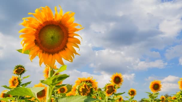 Granja de girasol, Panorámica de vídeo — Vídeos de Stock