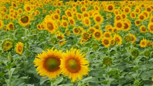 Sonnenblumenfarm, Videoschwenken — Stockvideo