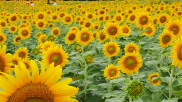 Ferme de tournesol, Vidéo panoramique 