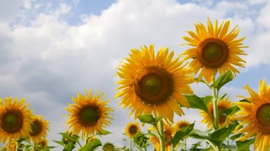 Ayçiçeği yaz sezonu 