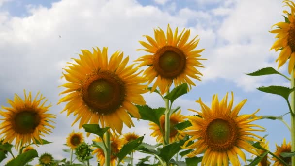 Sonnenblume in der Sommersaison — Stockvideo