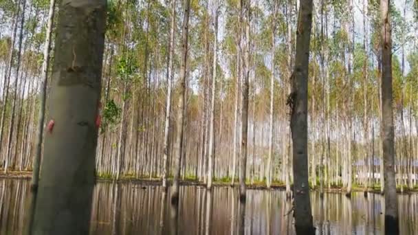 Árbol de eucalipto, vídeo panorámico — Vídeo de stock