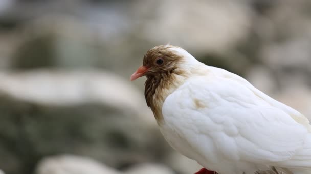 Alimentación de palomas en el muelle — Vídeo de stock
