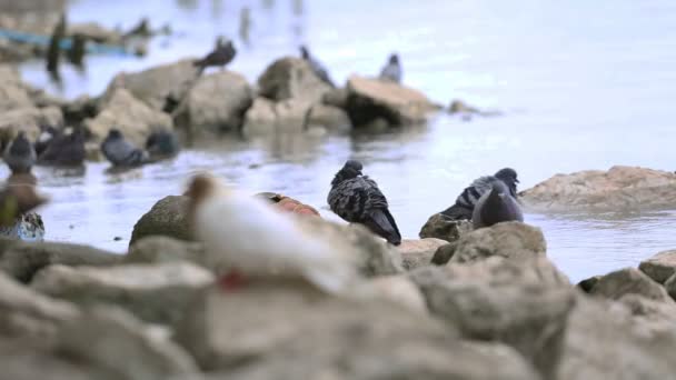 Alimentación de palomas en el muelle — Vídeo de stock