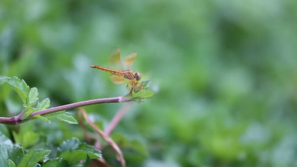 Closeup of dragonfly — Stock Video