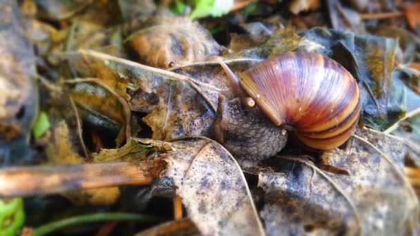 森林里的蜗牛 — 图库视频影像