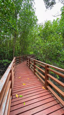 Mangrov ormanlarında doğa yürüyüşü rahatlamayı, çevreyi korumayı ve doğa ile insanlar arasındaki uyumu sembolize eder..