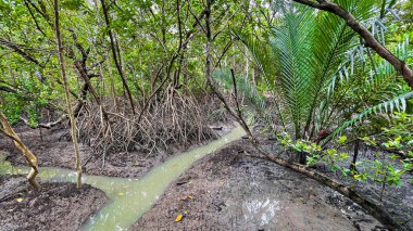 Yemyeşil mangrov ağaçlı mangrov ormanı çevresel koruma, ekosistem dengesi ve doğal kıyı korumasını sembolize eder..