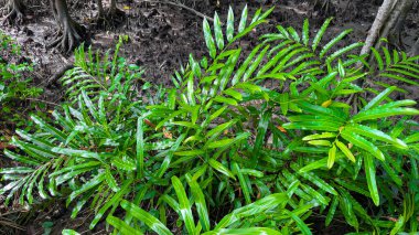 Mangrov ağaçlı yeşil bir mangrov ormanı doğanın korunmasını sembolize eder ve su ve amfibik türler için hayati bir yaşam alanı ve bakım alanı görevi görür..