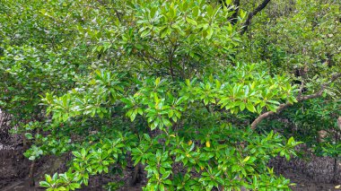 Mangrov ormanlarındaki yeşil yapraklar doğal büyümeyi, çevre tazeliğini ve kıyı ekosistemlerindeki ekolojik dengeyi sembolize eder..