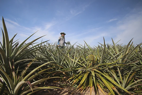 Farmer in pineapple farm — Stock Photo, Image