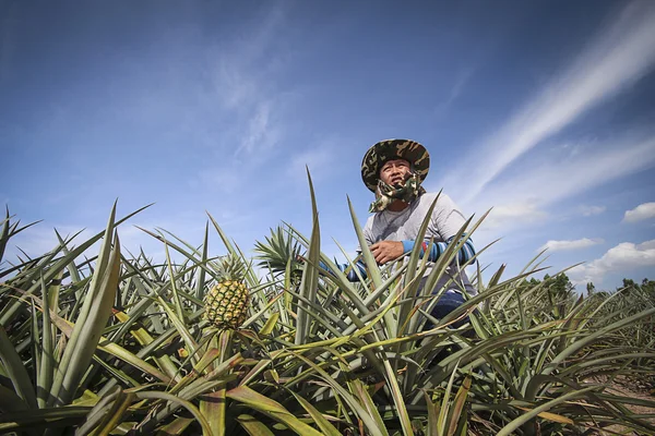 Farmer in pineapple farm — Stock Photo, Image