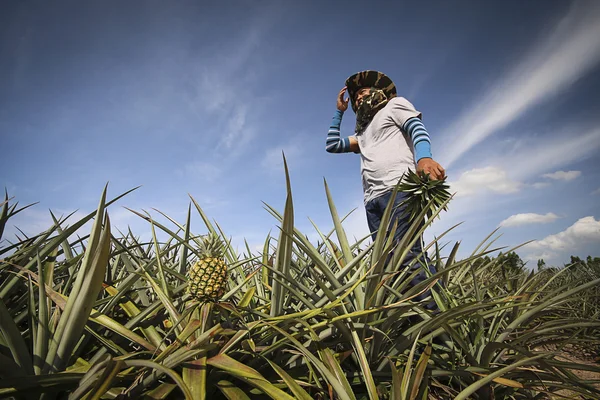 Farmer in pineapple farm — Stock Photo, Image