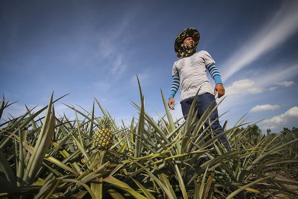 Ananász-Farm mezőgazdasági termelő Stock Kép