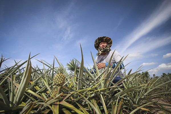 Фермер на ананасовій фермі Стокове Фото