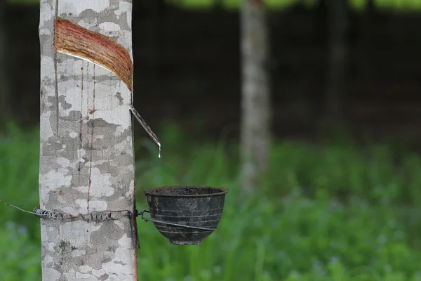 Přírodní kaučuk plantáže farma — Stock fotografie