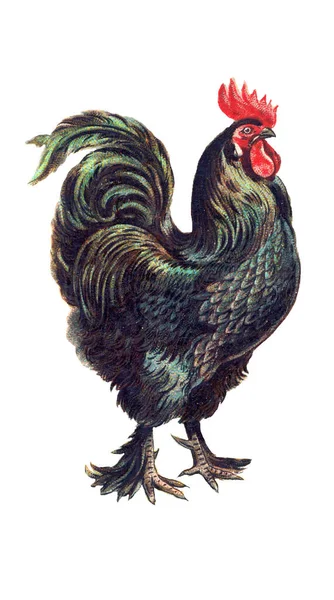 Black rooster vintage antique illustration isolated on white