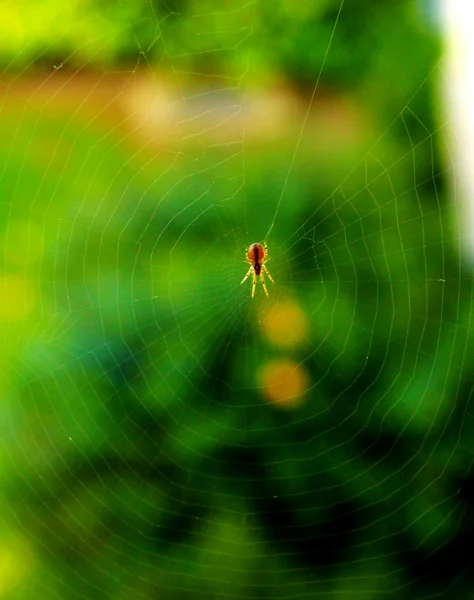 Un ragno all'interno di una bella ragnatela con verde sullo sfondo — Foto Stock