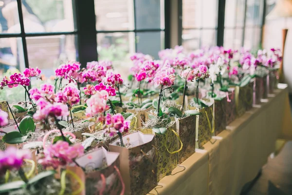 Muchas orquídeas envueltas —  Fotos de Stock