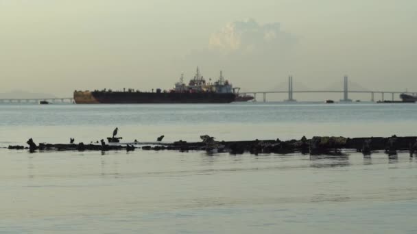 Pájaro acuático en busca de comida en barco fregadero,. — Vídeos de Stock