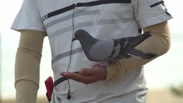 鳩に餌をやる男 — ストック動画
