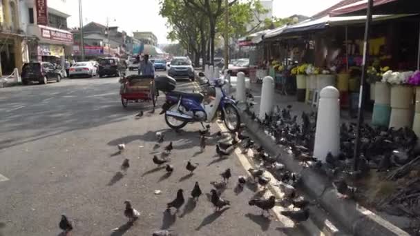 Rebanho de pombos voar sobre motorista trishaw — Vídeo de Stock