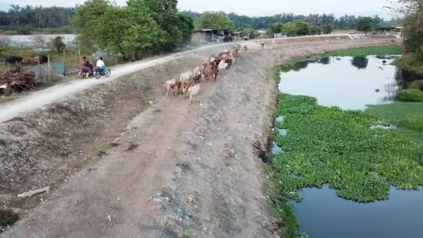 Корови йдуть сільською стежкою поруч річки, щоб повернутися додому.. — стокове відео
