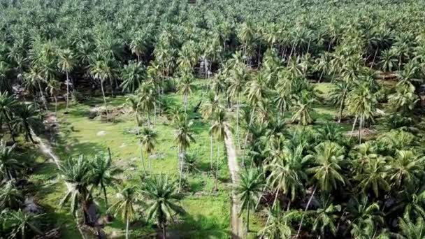 Voe Acima Estrada Lateral País Fazenda Coco Tropical Malásia — Vídeo de Stock