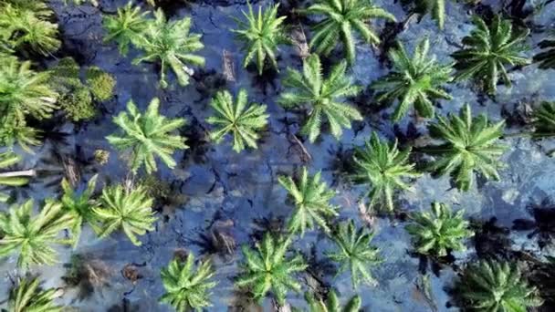 Vue Aérienne Descendante Vers Bas Palmier Huile Inondé Eau Sombre — Video