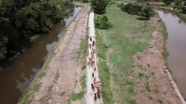 Drone Tiro Mirar Abajo Grupo Vacas Caminar País Rural Lado — Vídeos de Stock