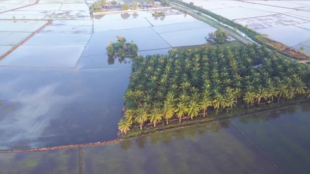 Luchtfoto Dichterbij Kijk Naar Beneden Oliepalmlandgoed Ochtend — Stockvideo