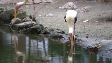 Bacağında etiket olan Asyalı açılış tasarısı kuş parkındaki gölette yiyecek arıyor..