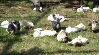 Bir grup güvercin yeşil çimlerde yürüyor..