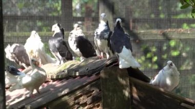 Kuş parkındaki çatıda bir grup güvercin duruyor..