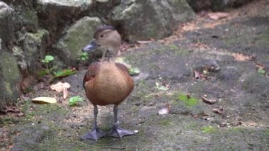 Kahverengi bir Tadorna Radjah ördeği kuş parkındaki tüyleri temizler..