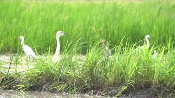 Witte Zilverreiger Zoek Naar Voedsel Groene Struik Van Padie Veld — Stockvideo