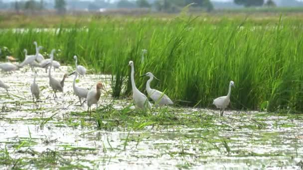 Witte Zilverreiger Runderzilverreiger Leven Het Moerasgebied Van Het Rijstveld Azië — Stockvideo