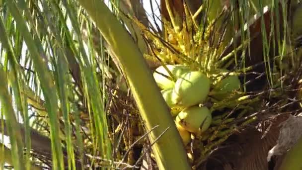 Gelbe Kokosnussfrüchte Auf Winkenden Bäumen — Stockvideo