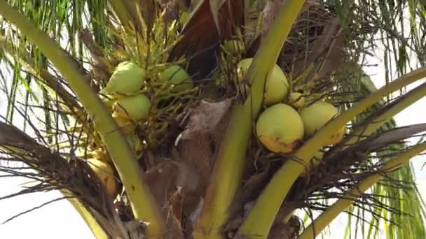 Kokosnussbäume Werden Hintergrund Vom Wind Verweht — Stockvideo