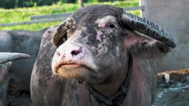 農場で口を開けた水牛 — ストック動画