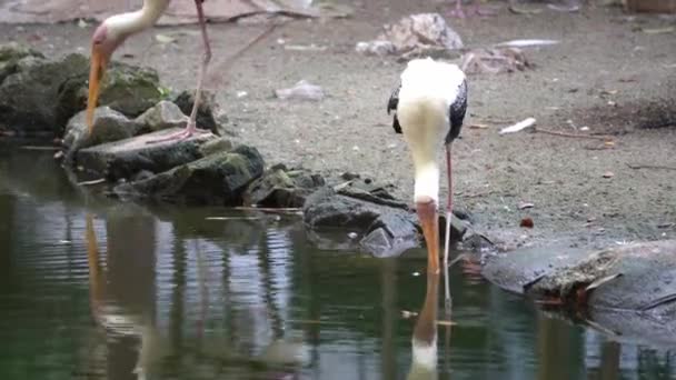 Asiático Openbill Con Etiqueta Pierna Buscar Comida Estanque Pájaro Parque — Vídeo de stock