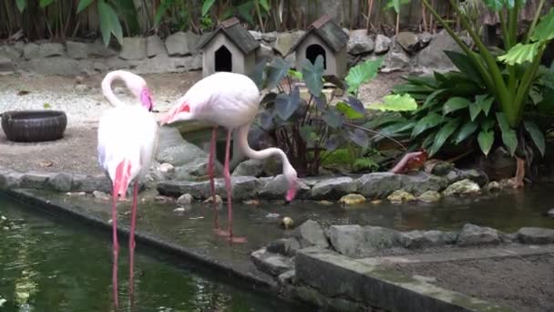 Żurawie Piją Wodę Czyszczą Pióro Parku Dla Ptaków — Wideo stockowe
