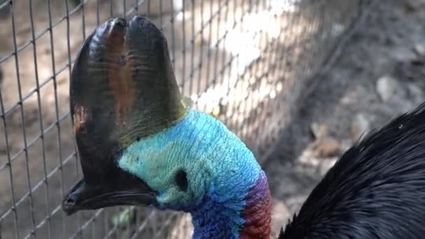 Cassowary Dwurzędowy Casuarius Casuarius Pobyt Obok Klatki Parku Ptaków — Wideo stockowe