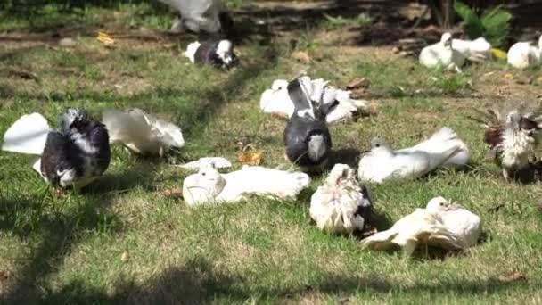 Group Pigeons Tag Leg Walk Green Grass — Stock Video