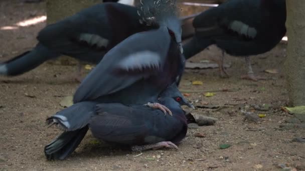 Paloma Coronada Pecho Marrón Apareándose Parque Aves — Vídeo de stock