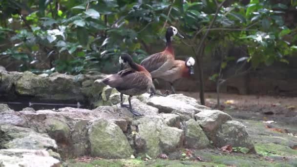 Tadorna Radja Anka Rengöra Fjädern Fågelparken — Stockvideo