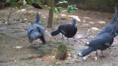 Kuş parkında kestane rengi göğüslü bir güvercin grubu..