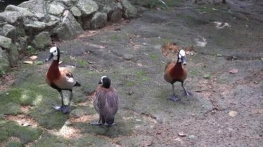 Kuş parkında bir grup yaban kazı yürüyüşü.