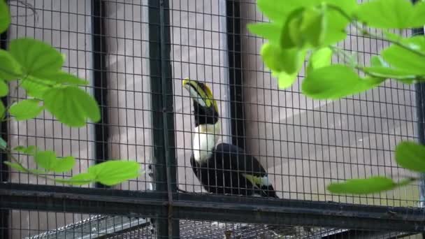 Uccello Carnivoro Nel Parco Degli Uccelli Cercare Libertà — Video Stock