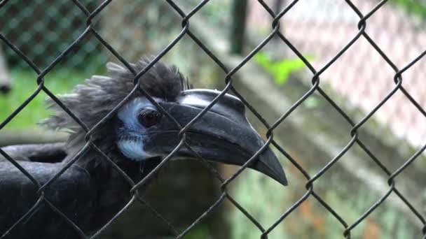 Seekor Burung Hornbill Dalam Kandang — Stok Video